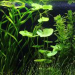 植栽から9日目　アマゾンチドメグサ